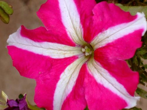 Fotografia de Ivn - Galeria Fotografica: Frutas y Flores - Foto: Flor 2