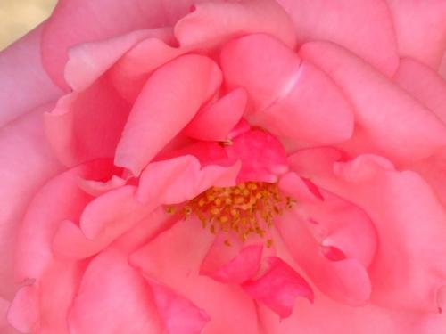 Fotografia de Ivn - Galeria Fotografica: Frutas y Flores - Foto: Flor 4