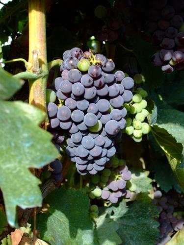 Fotografia de Ivn - Galeria Fotografica: Frutas y Flores - Foto: Uvas De La Via 2