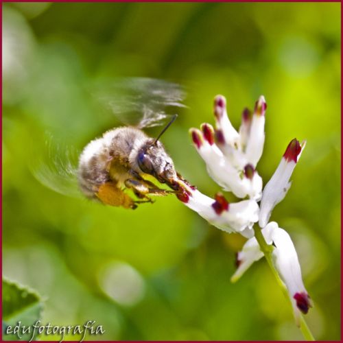 Fotografia de edufotografia - Galeria Fotografica: MUNDO DIMINUTO - Foto: 