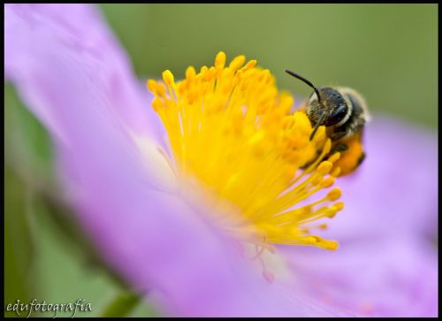 Fotografia de edufotografia - Galeria Fotografica: MUNDO DIMINUTO - Foto: 