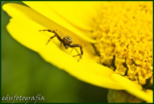 Fotografia de edufotografia - Galeria Fotografica: MUNDO DIMINUTO - Foto: 