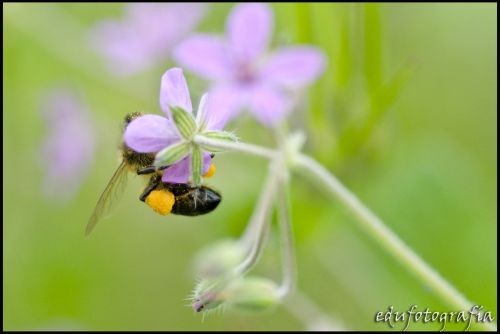 Fotografia de edufotografia - Galeria Fotografica: MUNDO DIMINUTO - Foto: 