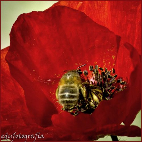 Fotografia de edufotografia - Galeria Fotografica: MUNDO DIMINUTO - Foto: 