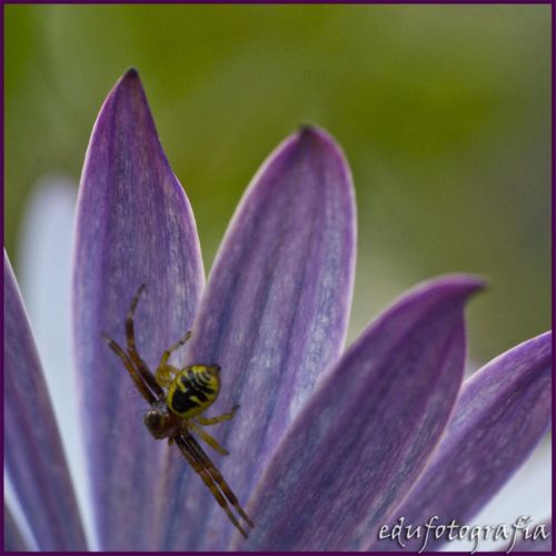 Fotografia de edufotografia - Galeria Fotografica: MUNDO DIMINUTO - Foto: 