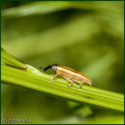 Fotografia de edufotografia - Galeria Fotografica: MUNDO DIMINUTO - Foto: 