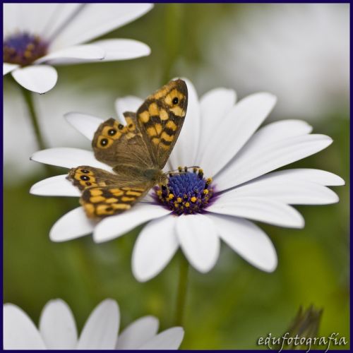 Fotografia de edufotografia - Galeria Fotografica: MUNDO DIMINUTO - Foto: 