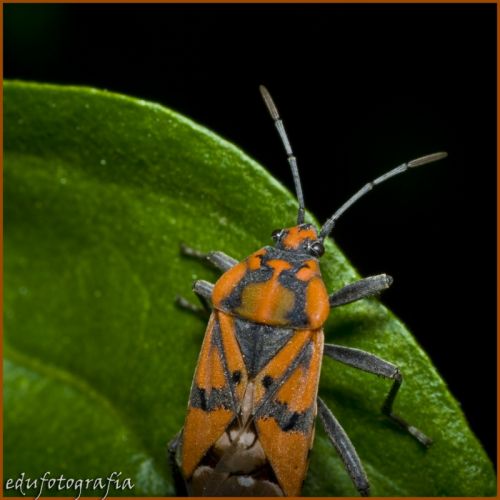 Fotografia de edufotografia - Galeria Fotografica: MUNDO DIMINUTO - Foto: 