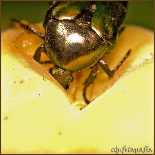 Fotografia de edufotografia - Galeria Fotografica: MUNDO DIMINUTO - Foto: 