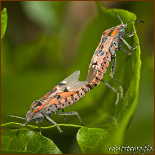 Fotografia de edufotografia - Galeria Fotografica: MUNDO DIMINUTO - Foto: 