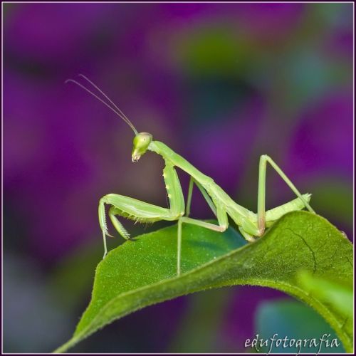 Fotografia de edufotografia - Galeria Fotografica: MUNDO DIMINUTO - Foto: 