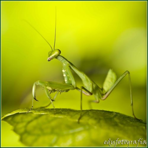 Fotografia de edufotografia - Galeria Fotografica: MUNDO DIMINUTO - Foto: 