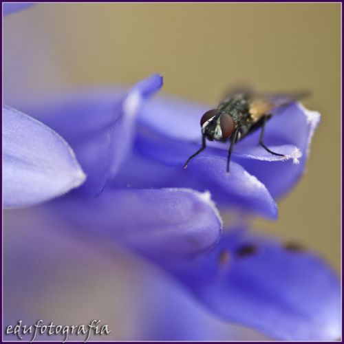 Fotografia de edufotografia - Galeria Fotografica: MUNDO DIMINUTO - Foto: 