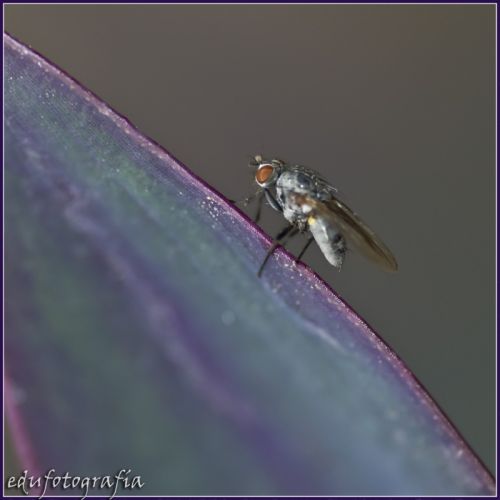 Fotografia de edufotografia - Galeria Fotografica: MUNDO DIMINUTO - Foto: 