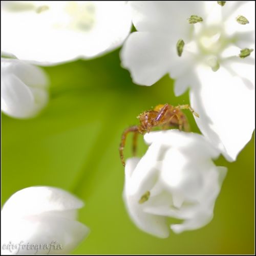 Fotografia de edufotografia - Galeria Fotografica: MUNDO DIMINUTO - Foto: 