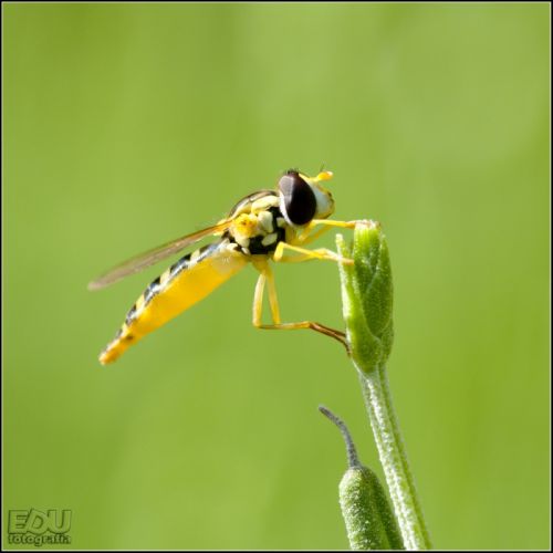 Fotografia de edufotografia - Galeria Fotografica: MUNDO DIMINUTO - Foto: 