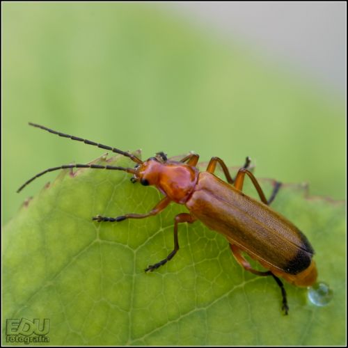 Fotografia de edufotografia - Galeria Fotografica: MUNDO DIMINUTO - Foto: 