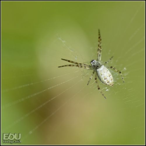 Fotografia de edufotografia - Galeria Fotografica: MUNDO DIMINUTO - Foto: 