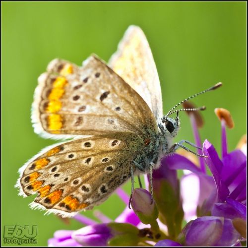 Fotografia de edufotografia - Galeria Fotografica: MUNDO DIMINUTO - Foto: 