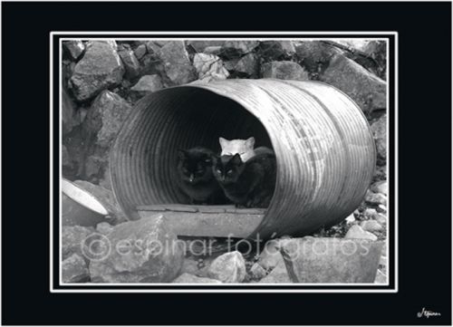 Fotografia de Espinar Fotgrafos - Galeria Fotografica: Algo de ni trabajo - Foto: 