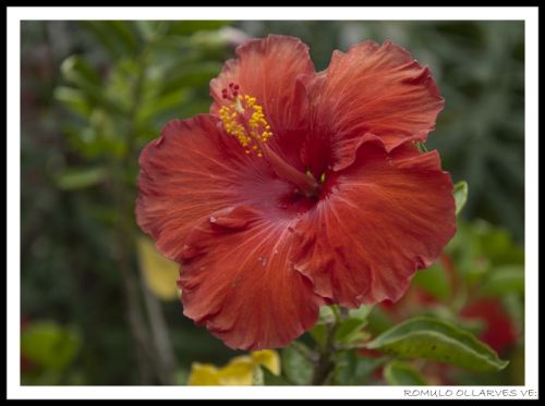 Fotografia de ollarves retratos profesionales y artisticos - Galeria Fotografica: 