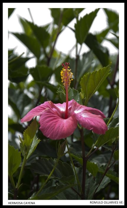 Fotografia de ollarves retratos profesionales y artisticos - Galeria Fotografica: 