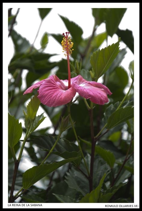 Fotografia de ollarves retratos profesionales y artisticos - Galeria Fotografica: 