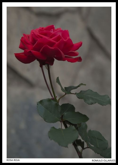 Fotografia de ollarves retratos profesionales y artisticos - Galeria Fotografica: 