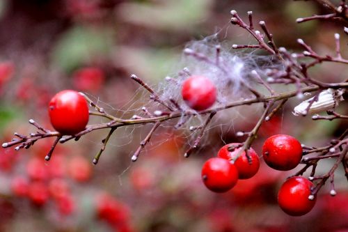 Fotografia de rgpalomino - Galeria Fotografica: Rosario Oct 2011 - Foto: Frutos Rojos