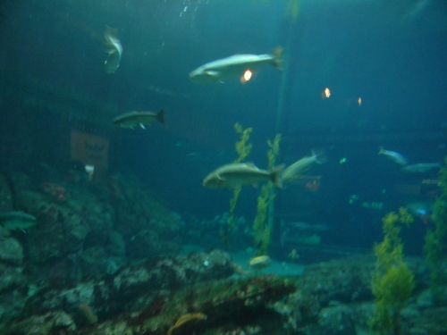 Fotografia de REG - Galeria Fotografica: California - Foto: 