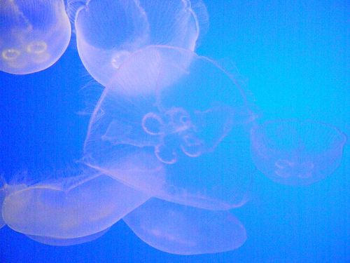 Fotografia de REG - Galeria Fotografica: California - Foto: Museo en Monterey CA.