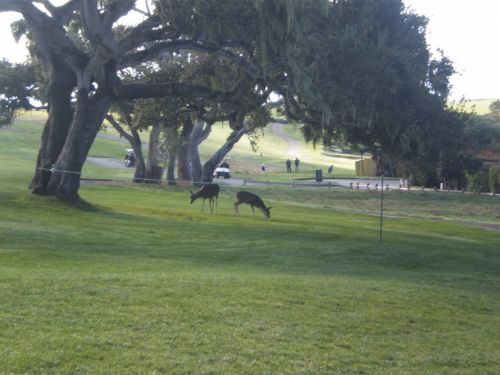 Fotografia de REG - Galeria Fotografica: California - Foto: Pebble Beach!