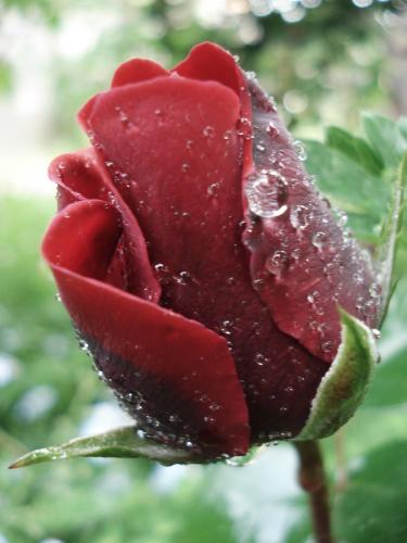 Fotografia de Chaillot - Galeria Fotografica: LAS FLORES DE MI JARD�N. - Foto: 