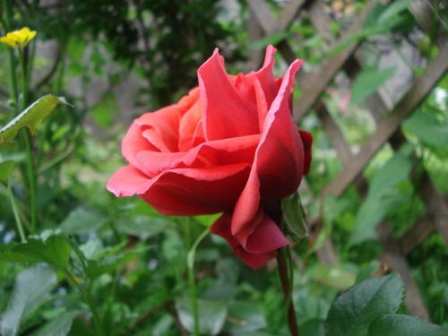 Fotografia de Chaillot - Galeria Fotografica: LAS FLORES DE MI JARDN. - Foto: mi jardn