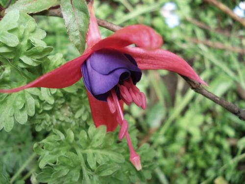Fotografia de Chaillot - Galeria Fotografica: LAS FLORES DE MI JARDN. - Foto: ella es nueva