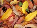 Fotos de quim Estadella -  Foto: que bello es el otoo - Las hojas muertas