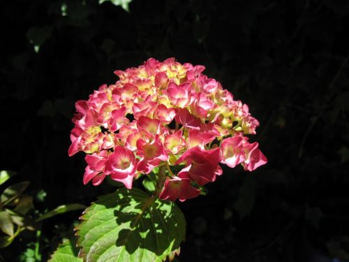 Fotografia de Chaillot - Galeria Fotografica: LAS FLORES DE MI JARDN. - Foto: bella hortencia