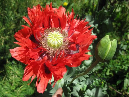 Fotografia de Chaillot - Galeria Fotografica: LAS FLORES DE MI JARD�N. - Foto: amapola china