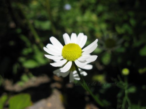 Fotografia de Chaillot - Galeria Fotografica: LAS FLORES DE MI JARDN. - Foto: 
