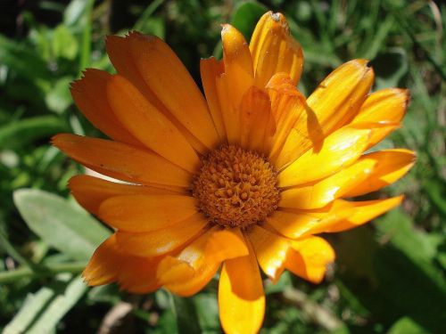 Fotografia de Chaillot - Galeria Fotografica: LAS FLORES DE MI JARD�N. - Foto: cal�ndula