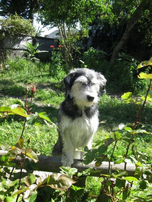 Fotografia de Chaillot - Galeria Fotografica: LAS FLORES DE MI JARDN. - Foto: mi tavatita