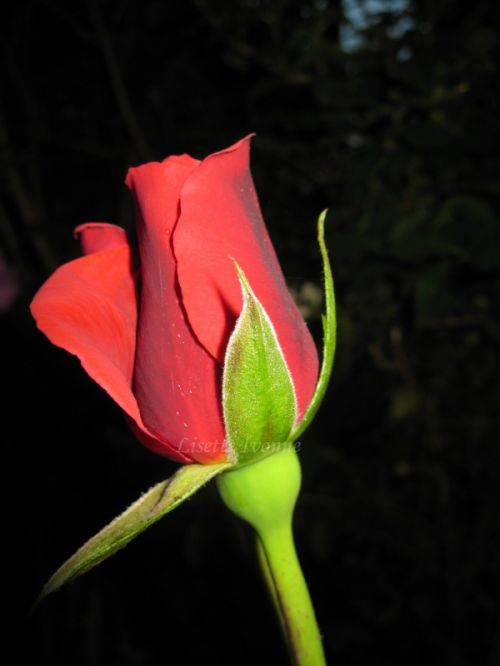 Fotografia de Chaillot - Galeria Fotografica: LAS FLORES DE MI JARD�N. - Foto: 