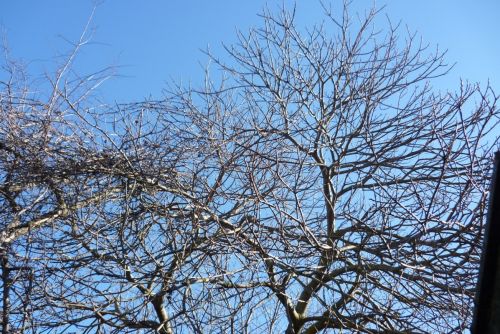 Fotografia de Chaillot - Galeria Fotografica: LAS FLORES DE MI JARDN. - Foto: 