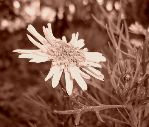 Fotografia de Chaillot - Galeria Fotografica: LAS FLORES DE MI JARD�N. - Foto: 