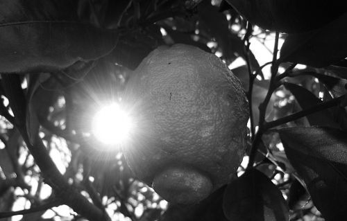 Fotografia de Chaillot - Galeria Fotografica: LAS FLORES DE MI JARDN. - Foto: 