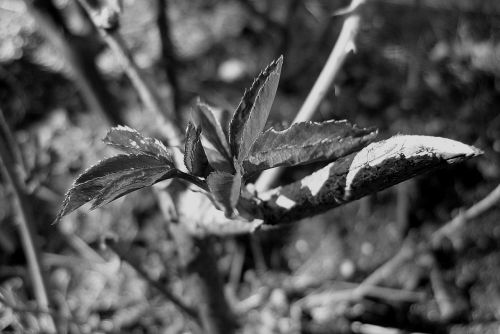 Fotografia de Chaillot - Galeria Fotografica: LAS FLORES DE MI JARDN. - Foto: 