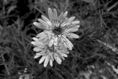 Fotografia de Chaillot - Galeria Fotografica: LAS FLORES DE MI JARD�N. - Foto: 