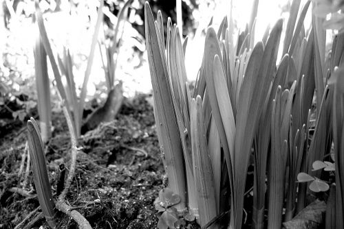 Fotografia de Chaillot - Galeria Fotografica: LAS FLORES DE MI JARDN. - Foto: 