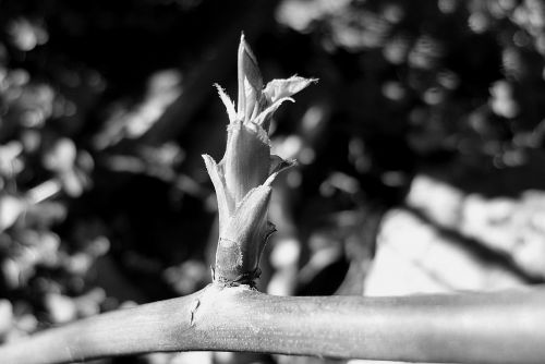 Fotografia de Chaillot - Galeria Fotografica: LAS FLORES DE MI JARD�N. - Foto: 