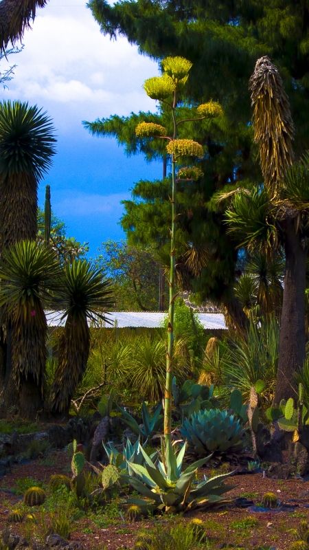 Fotografia de Jorge Cobos - Galeria Fotografica: Jardn Botnico - Foto: 